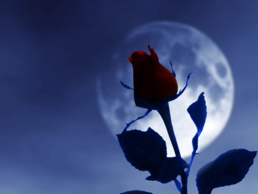 357484__rose-and-moon_p.jpg 357484__rose-and-moon_p.jpg
