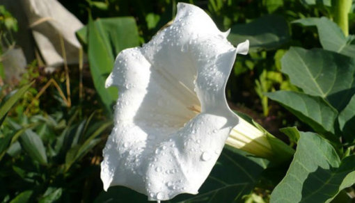 datura-trava-dyavola1.jpg datura-trava-dyavola1.jpg