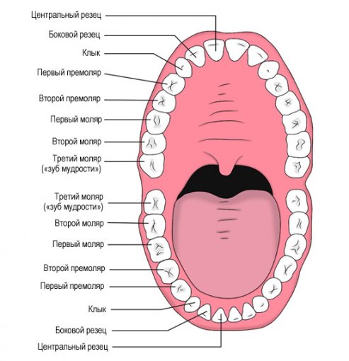 Схема зубов.jpg