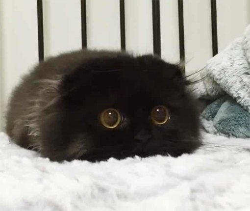 kot-gimo1.jpg kot-gimo1.jpg