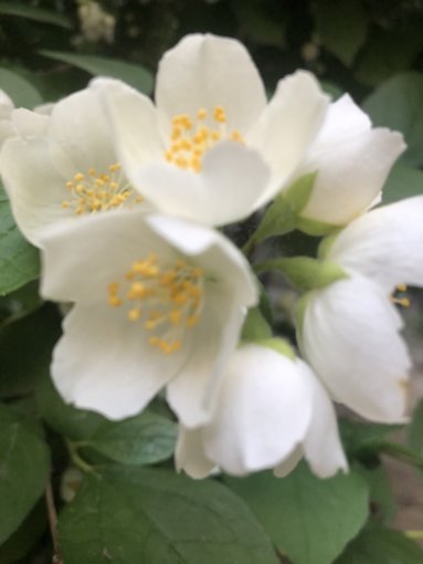 E57875E7-40C2-47E9-B6F2-63BFBBE53F07.jpeg E57875E7-40C2-47E9-B6F2-63BFBBE53F07.jpeg