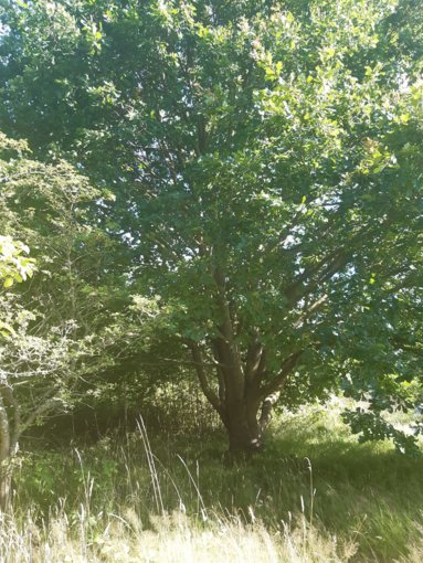 dc098216-ccab-49f9-9db6-9f2ffb0228df.jpg