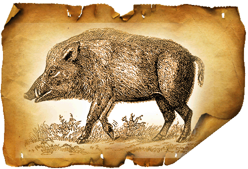 kaban-pig.gif