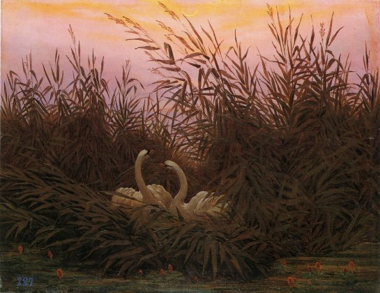 Schwane im Schilf beim ersten Morgenrot (1832) 2.jpg Schwane im Schilf beim ersten Morgenrot (1832) 2.jpg