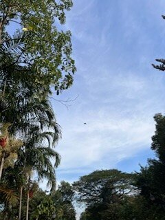 425C0F20-DF27-4297-A20B-BF44C114538D.jpeg