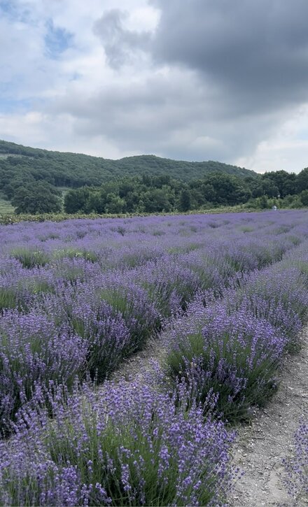 440A9B01-5962-41BA-B3DF-EC9EE9003E2D.jpeg 440A9B01-5962-41BA-B3DF-EC9EE9003E2D.jpeg