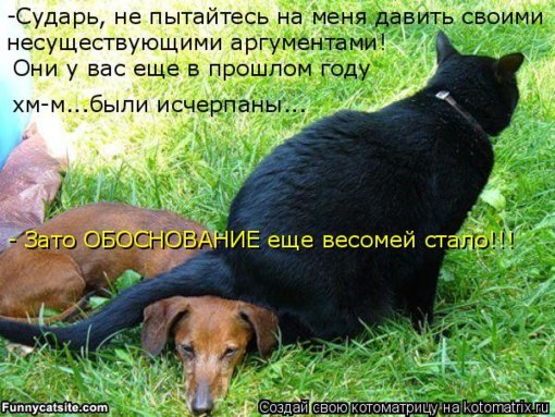 kotomatritsa_t.jpg