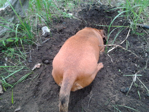 2013-06-02 04-39-10.JPG