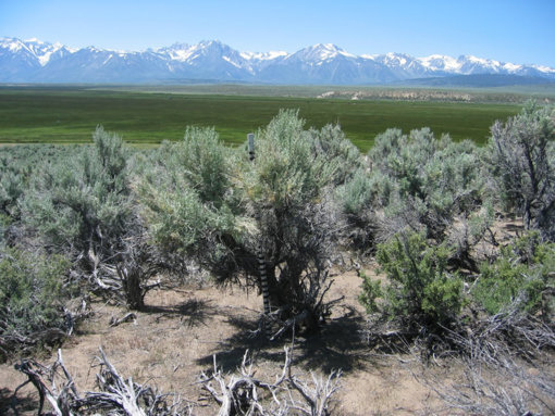 artemisia_tridentata_04_lg.jpg