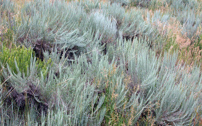 artemisia_tridentata1.250a.jpg