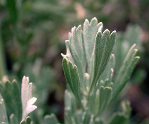 artemisia_tridentata2.250a.jpg