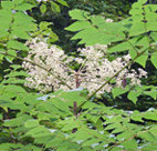 aralia.jpg