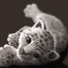 Mukku001